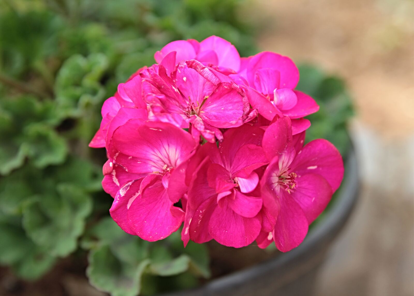 Canon EF 24-70mm F2.8L II USM sample photo. Geranium, plant, flower photography