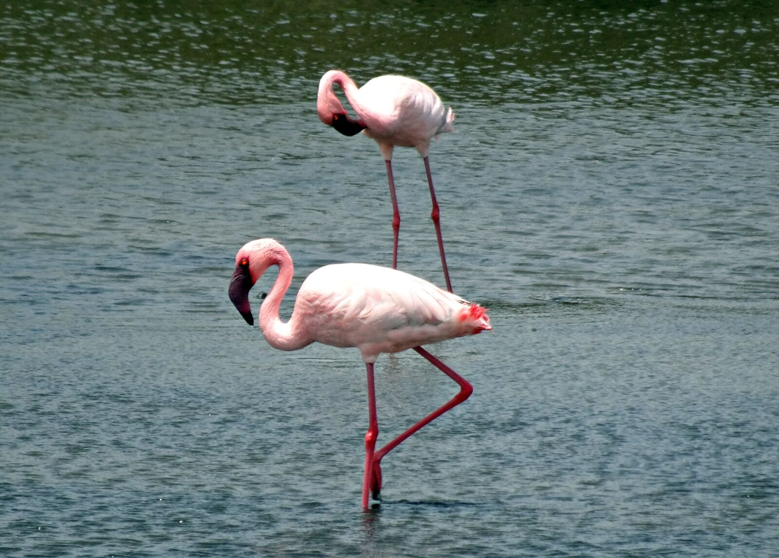 Sony Cyber-shot DSC-HX90V sample photo. Bird, lesser flamingo, phoeniconaias photography