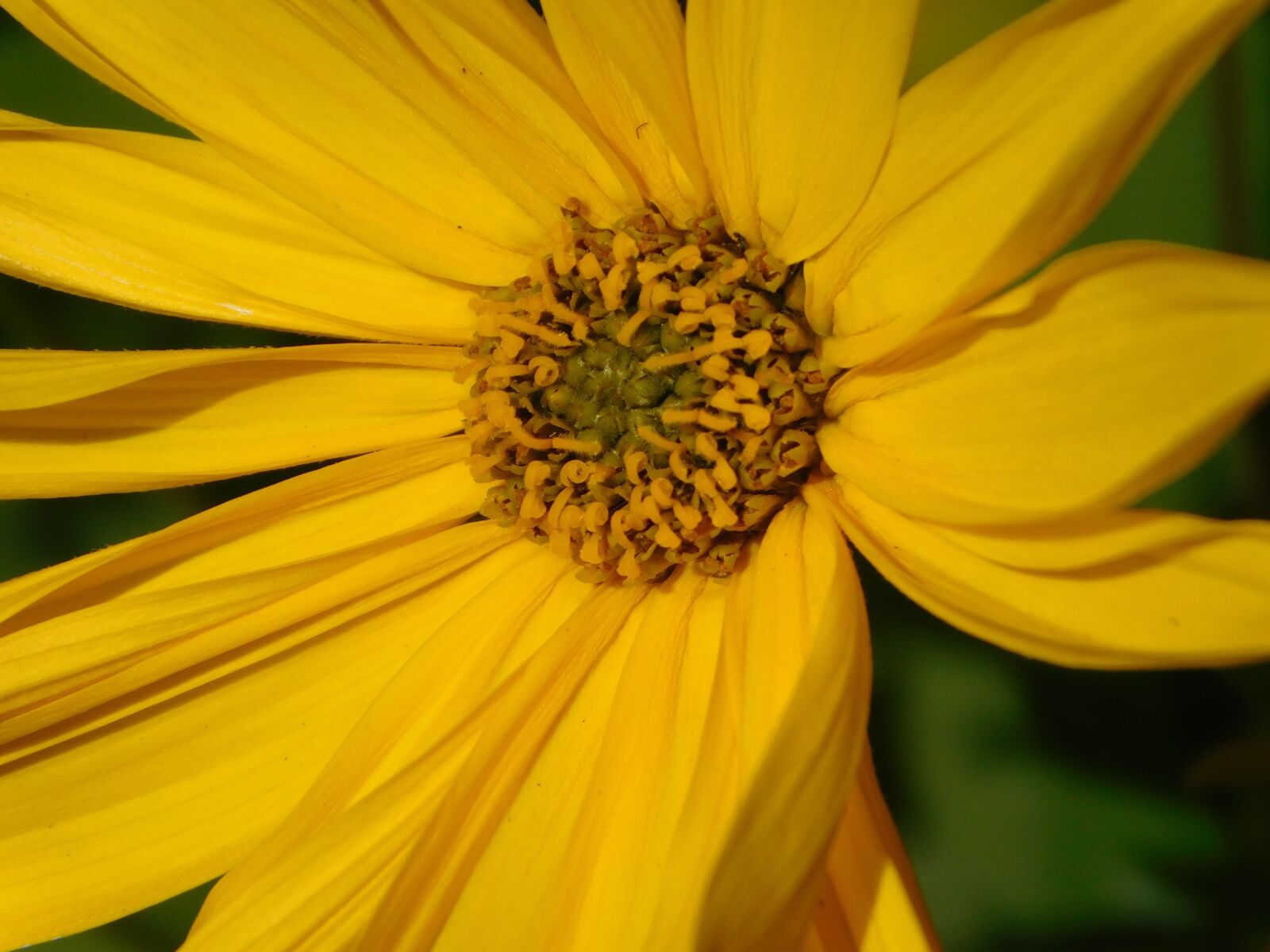 Nikon Coolpix L840 sample photo. Yellow flower, flower, blossom photography