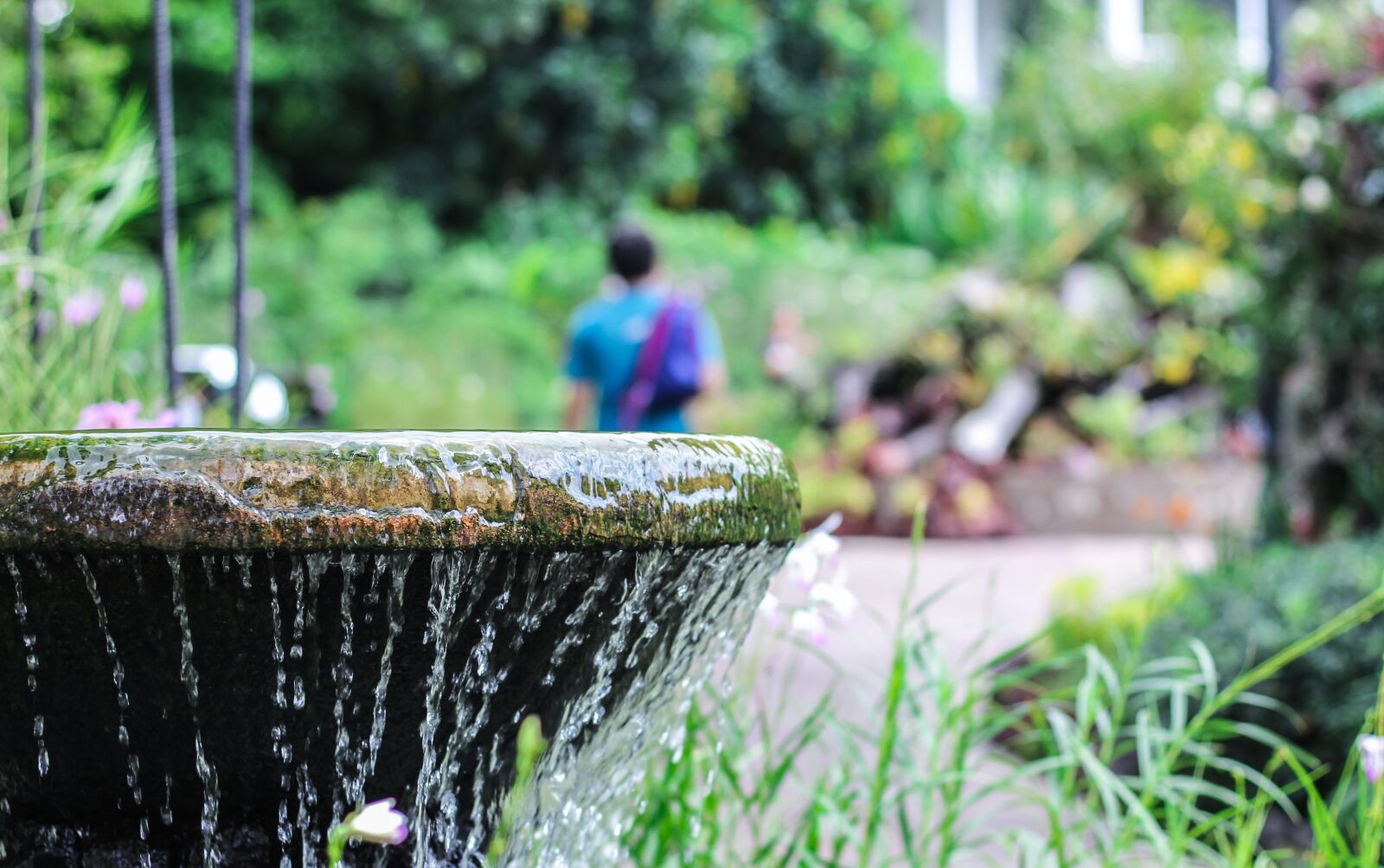 Canon EOS 60D + Canon EF 50mm F1.8 STM sample photo. Fountain, water, botanic garden photography