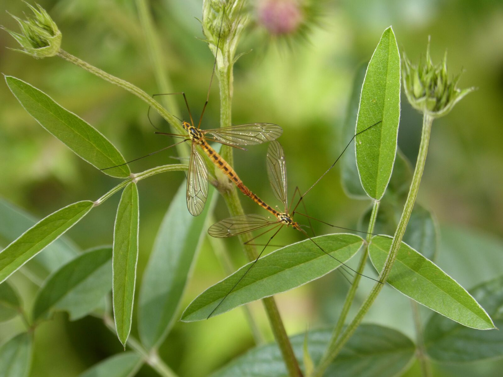 Panasonic DMC-FZ62 sample photo. T pulas, mosquito giants photography