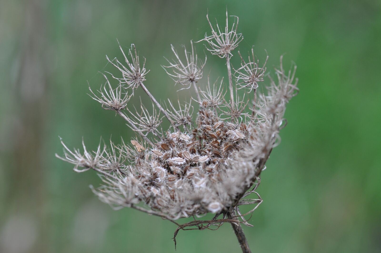 Nikon D5000 sample photo. Seed, overblown, nature photography