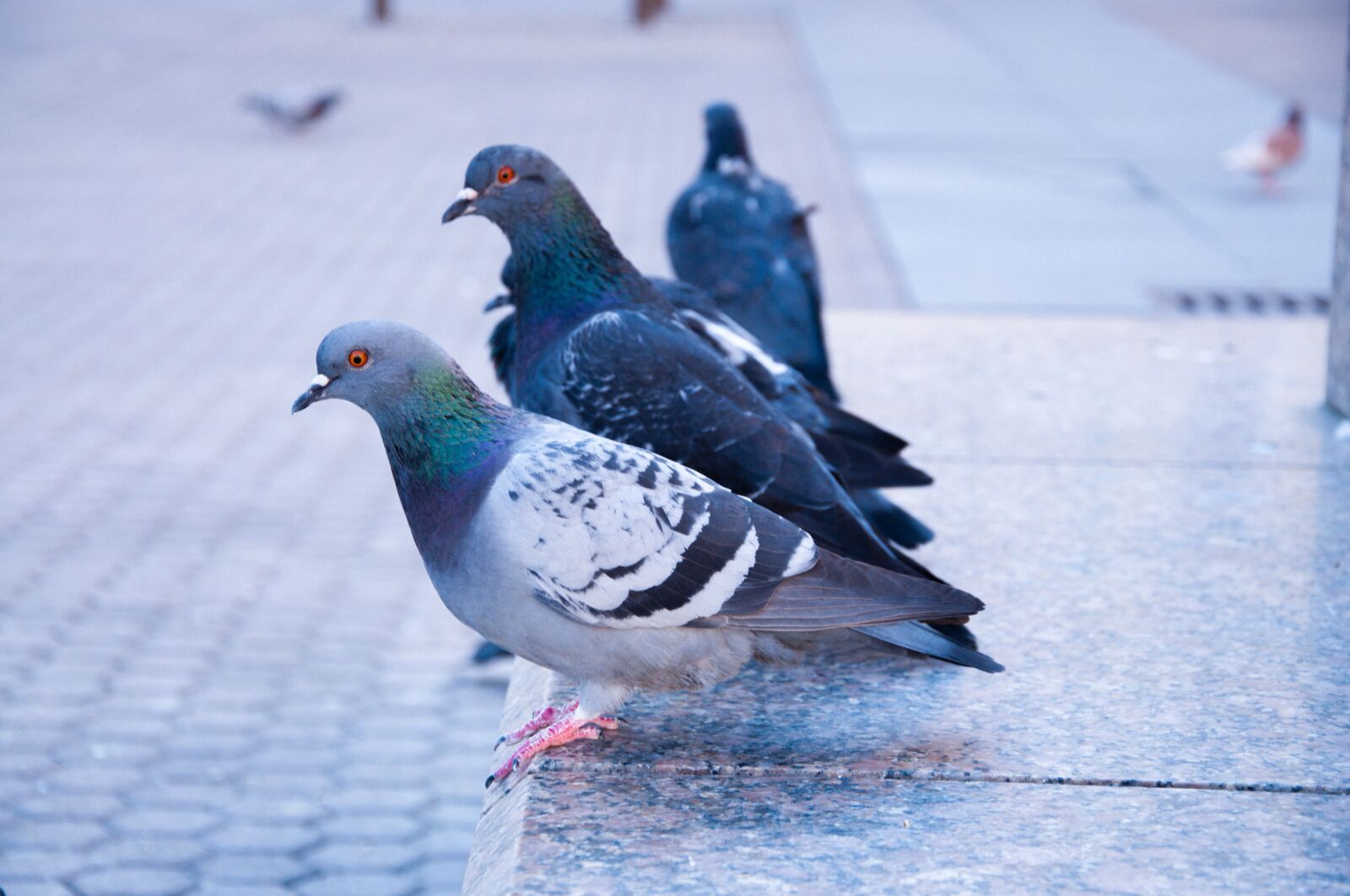 Nikon D90 sample photo. Pigeon, city, bird photography