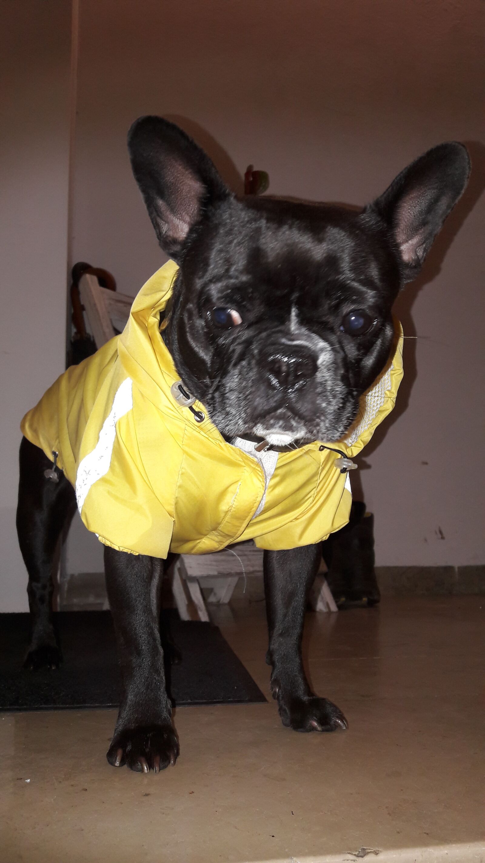 Samsung Galaxy A5(2016) sample photo. French bulldog, bulldog, animal photography