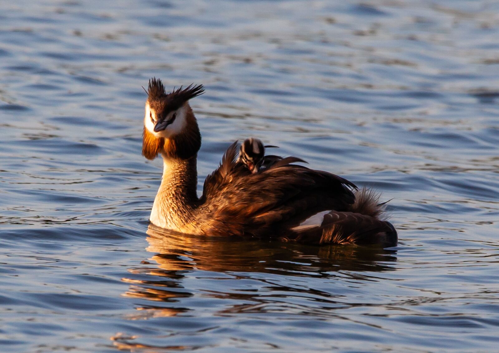 150-600mm F5-6.3 DG OS HSM | Contemporary 015 sample photo. Great crested grebe, great photography