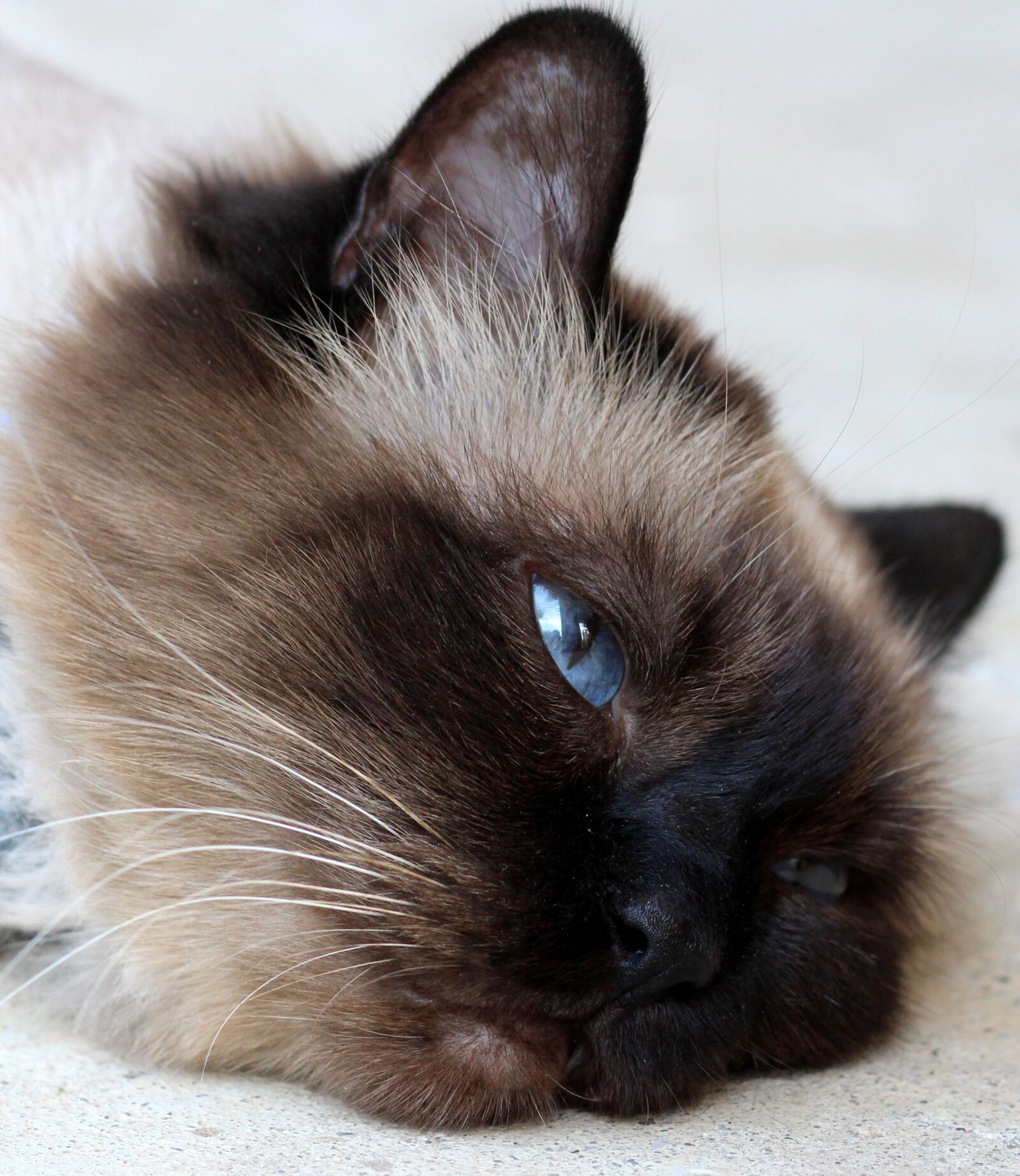 Canon EOS 700D (EOS Rebel T5i / EOS Kiss X7i) + Canon EF 85mm F1.8 USM sample photo. Cat, burmese, tired photography