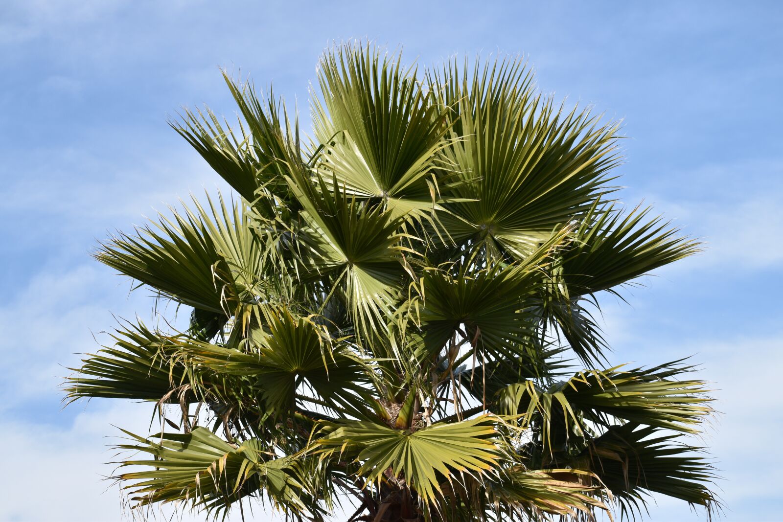 Nikon D3500 sample photo. Palm, tree, outdoor photography