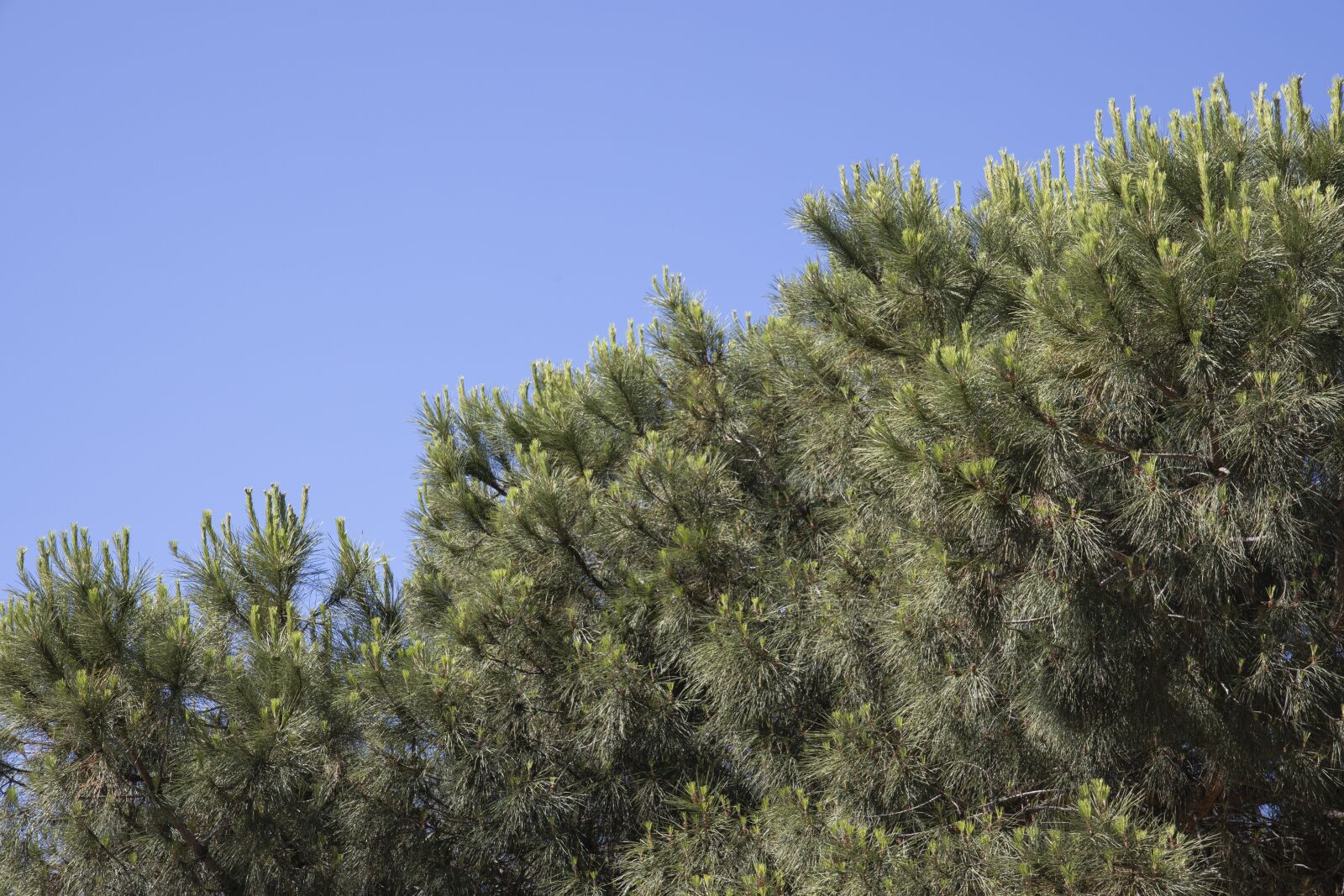 Canon RF 24-105mm F4L IS USM sample photo. Tree, nature, branch photography