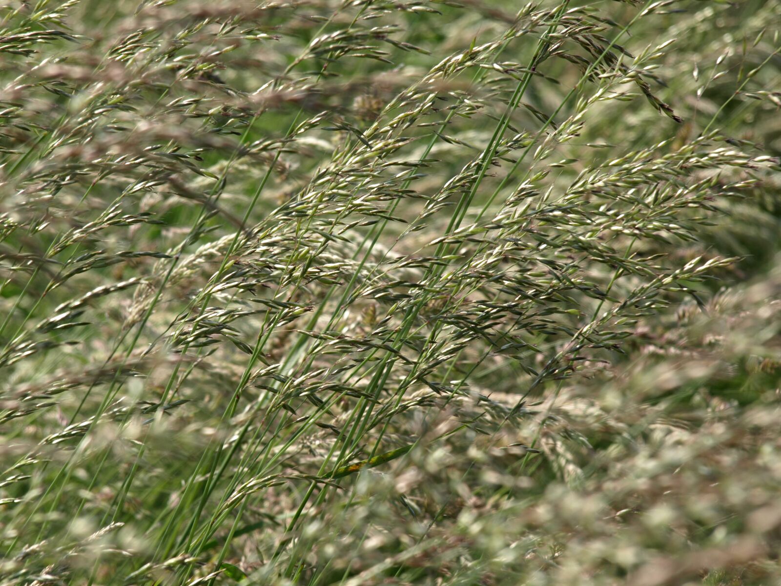 Olympus E-510 (EVOLT E-510) sample photo. Grass, flowers, grasses photography