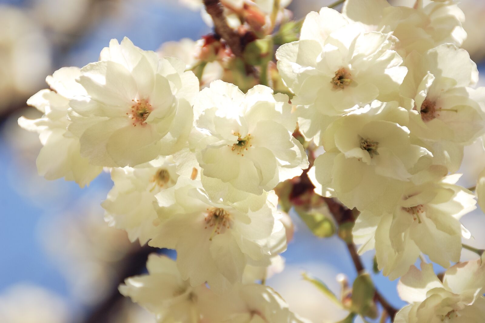 Nikon D40 sample photo. Natural, landscape, japan photography