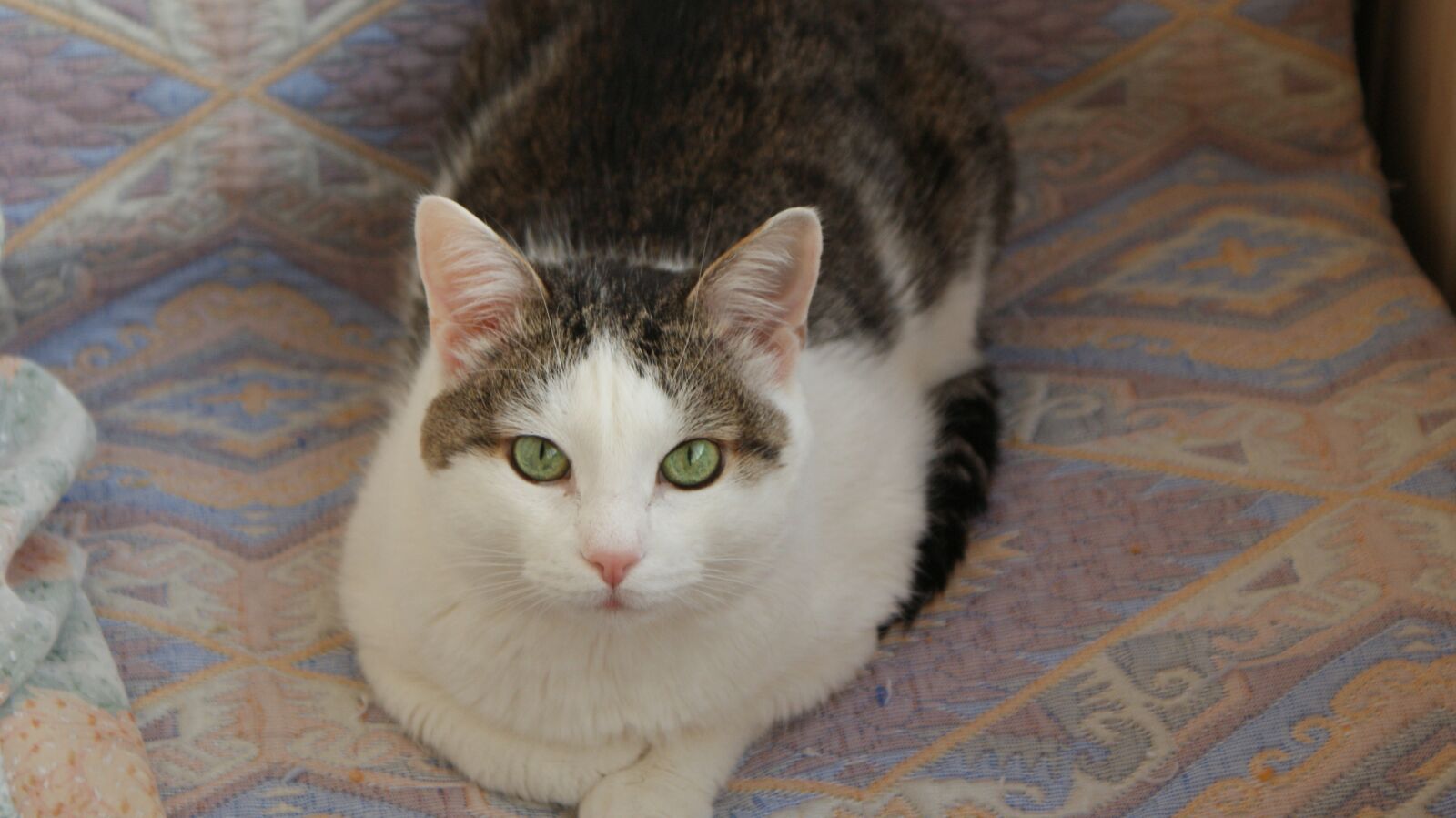 Sony Alpha DSLR-A200 sample photo. Cat, cat sit cat photography