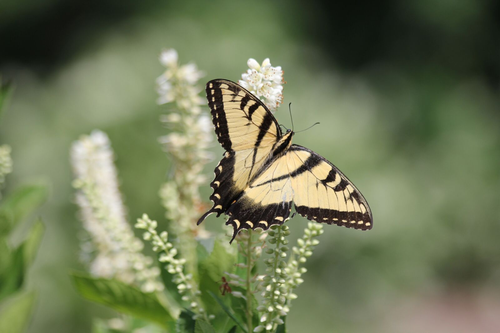 Canon EOS 60D + Canon EF 70-300mm F4-5.6 IS USM sample photo. Summer, garden, butterfly photography