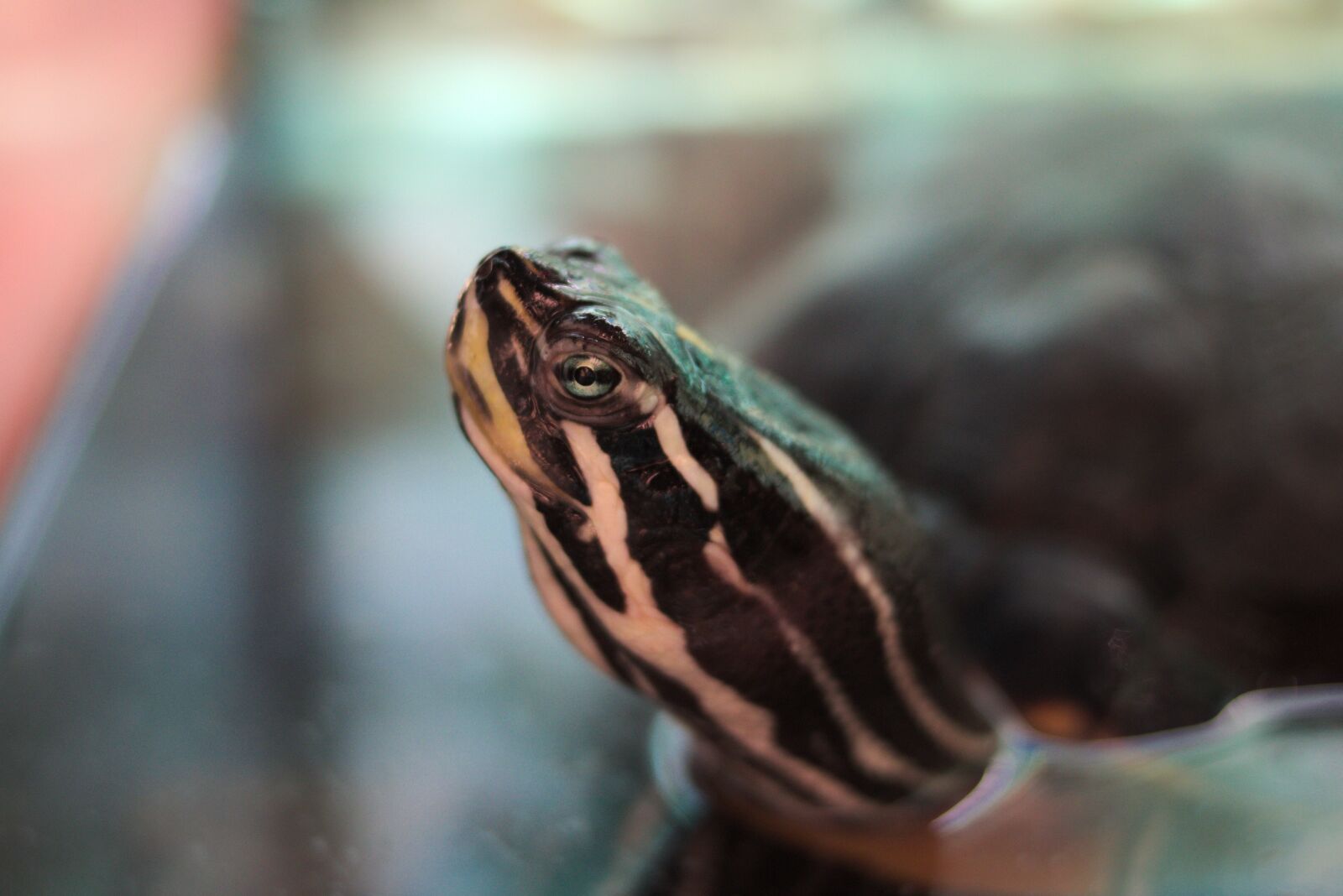 Canon EOS 750D (EOS Rebel T6i / EOS Kiss X8i) sample photo. Turtle, water turtle, reptile photography