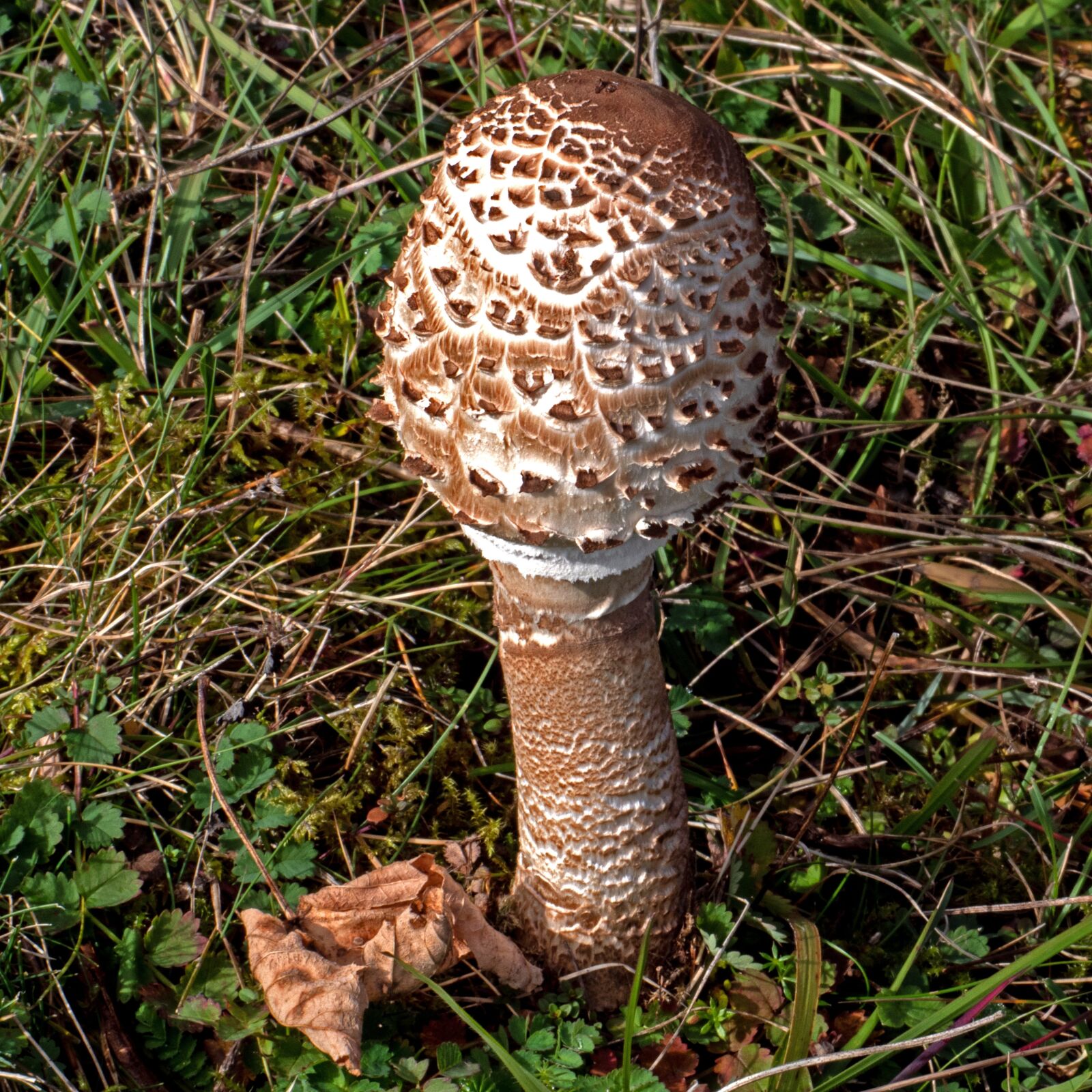 Panasonic Leica DG Macro-Elmarit 45mm F2.8 ASPH OIS sample photo. Mushroom, schirmling, parasol photography