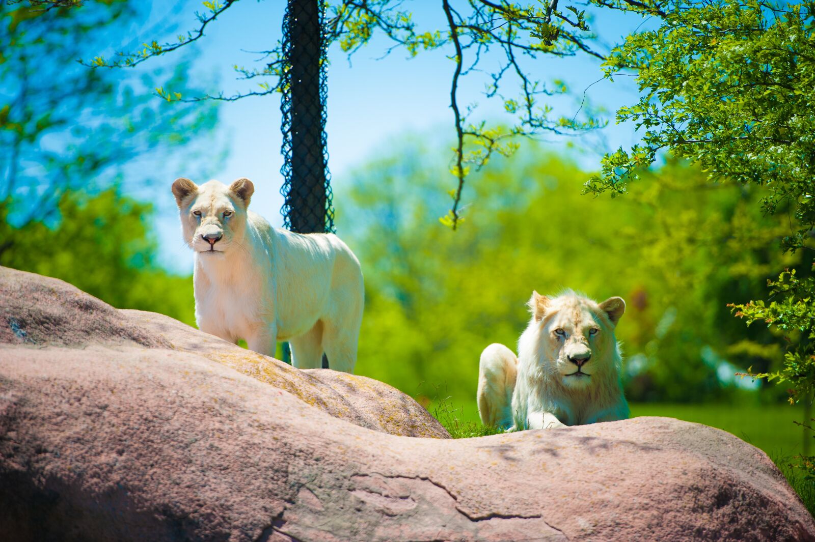 Nikon D700 sample photo. Lion, cub, toronto zoo photography