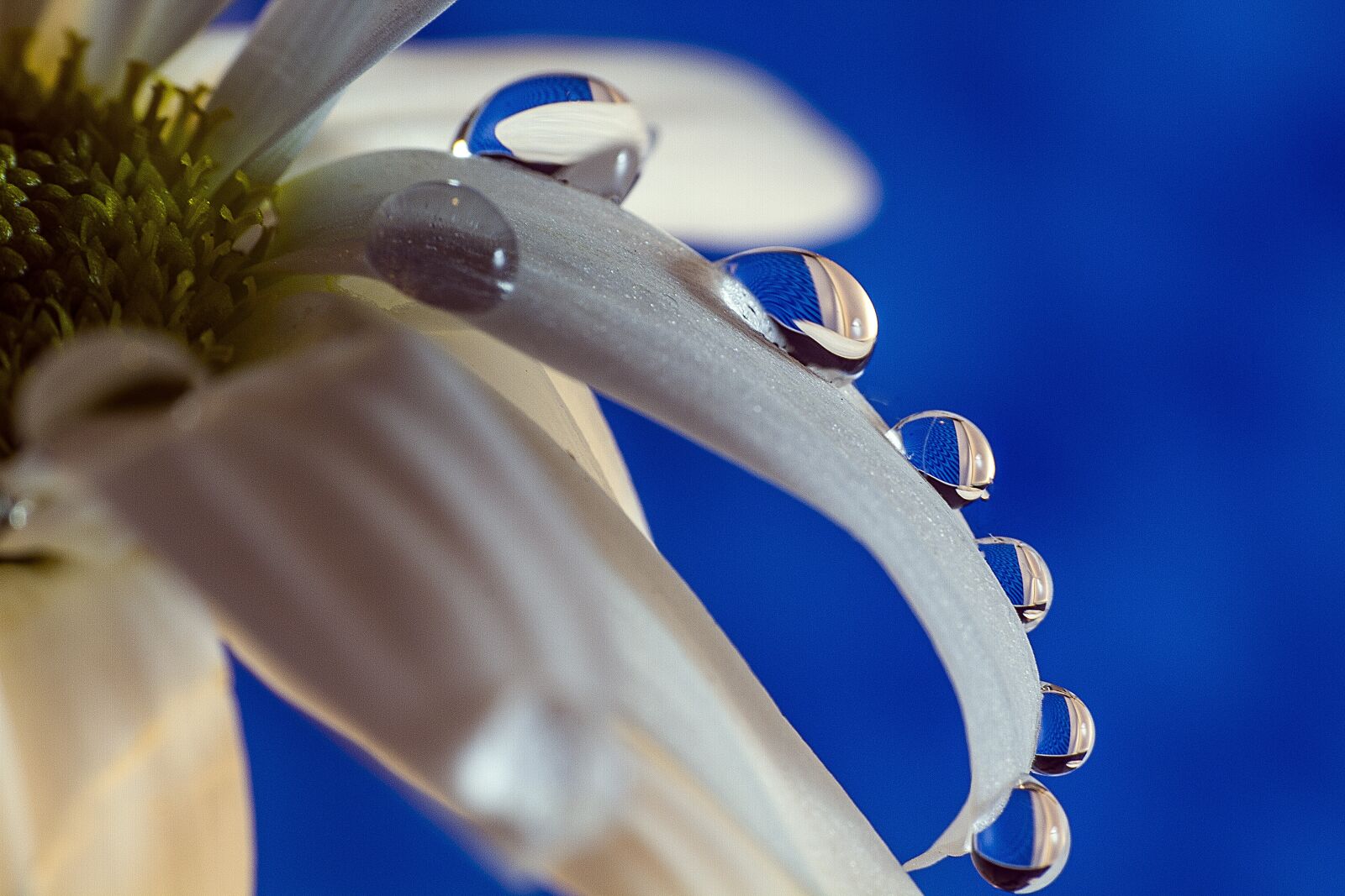 Canon EOS 7D sample photo. Nature, color, flower photography