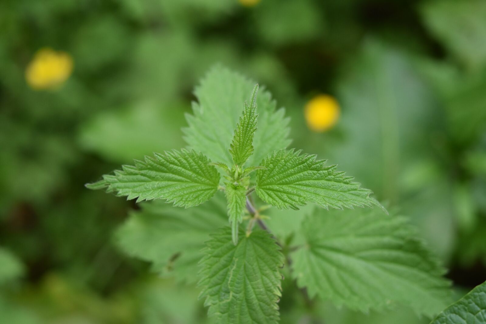 Nikon D5600 sample photo. Nettle, leaves nettles, botany photography
