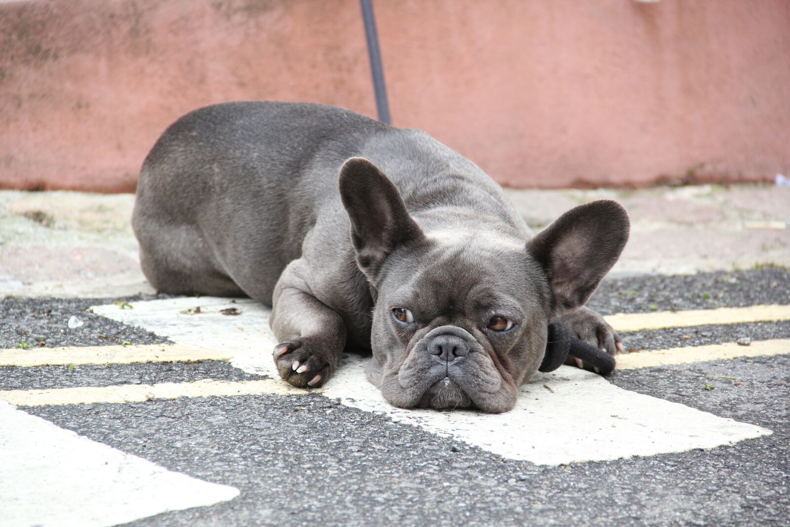 Canon EOS 550D (EOS Rebel T2i / EOS Kiss X4) sample photo. South gland, st ives photography