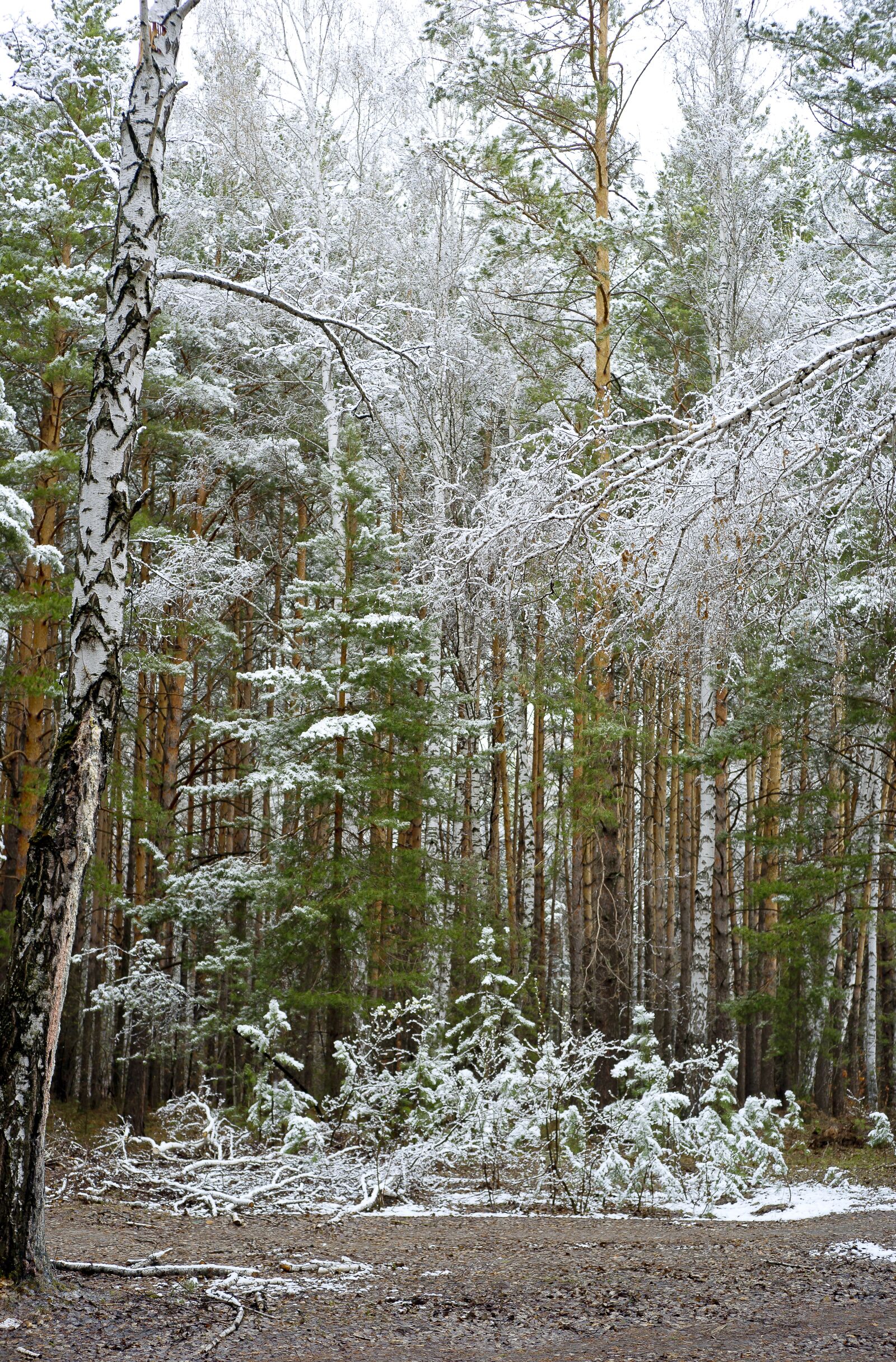Sony Alpha DSLR-A850 sample photo. Forest, spring, snow in photography