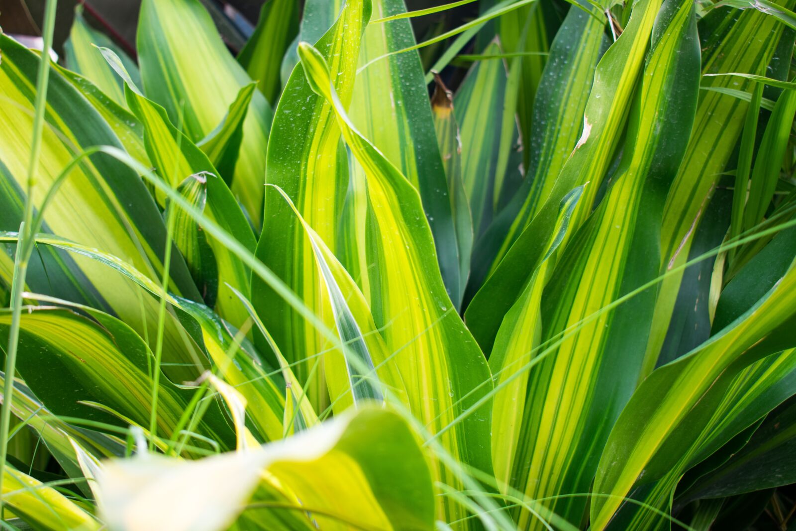 Nikon D3400 sample photo. Green plants, fragrant dracaena photography