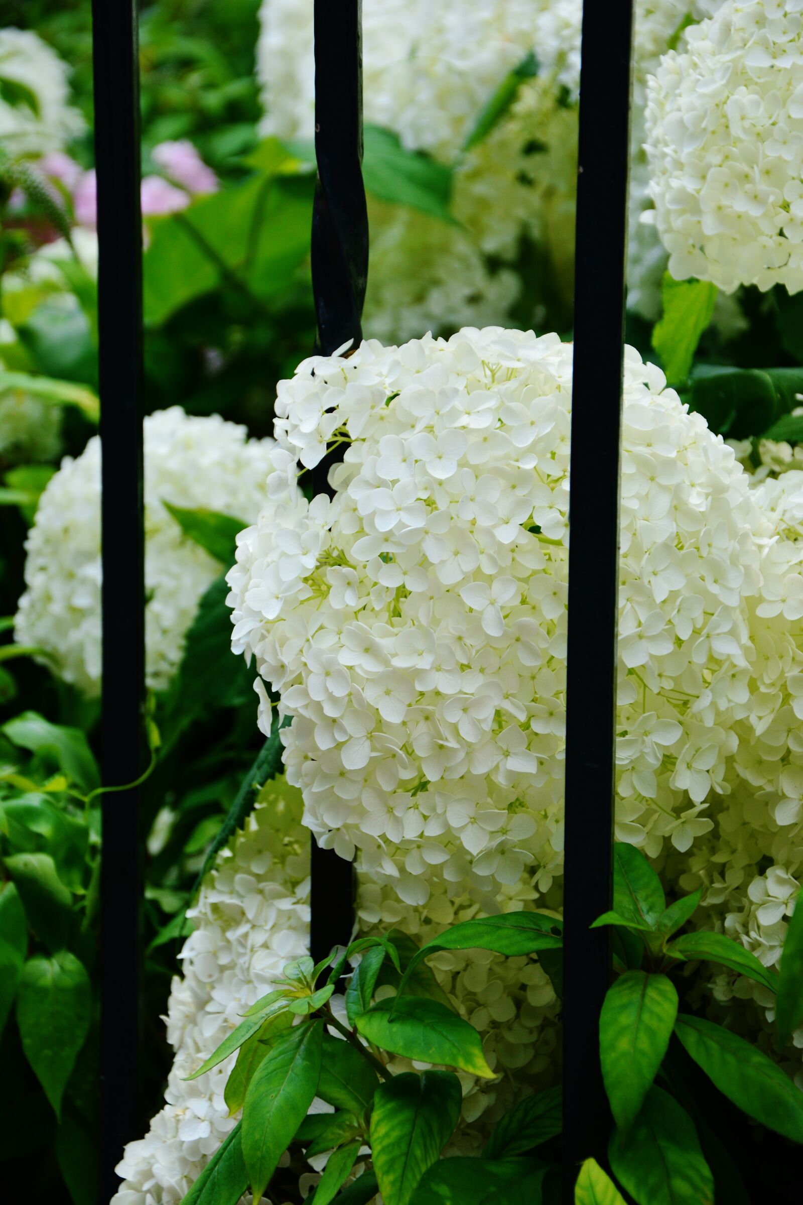 Nikon D5200 sample photo. Hydrangeas, white hydrangeas, garden photography