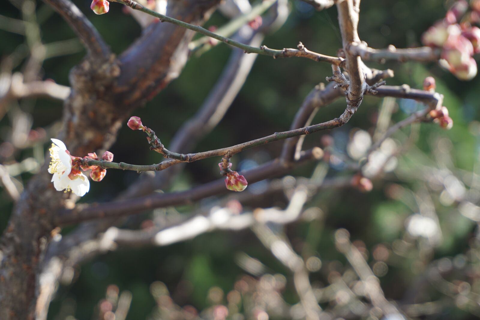 Sony a5100 sample photo. Tree, cherry blossom, branch photography