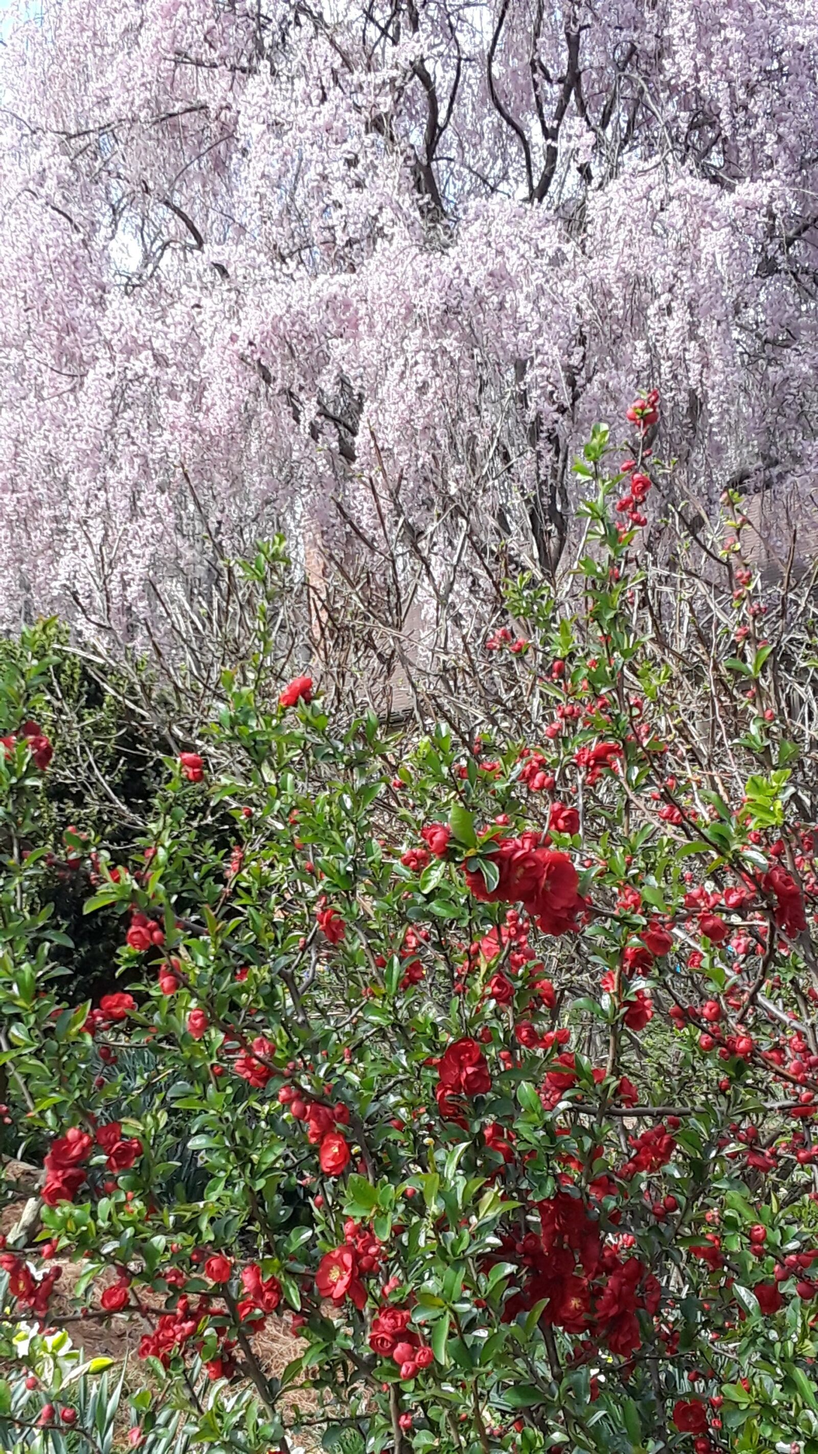 Samsung Galaxy J7 sample photo. Spring, red white, flowers photography