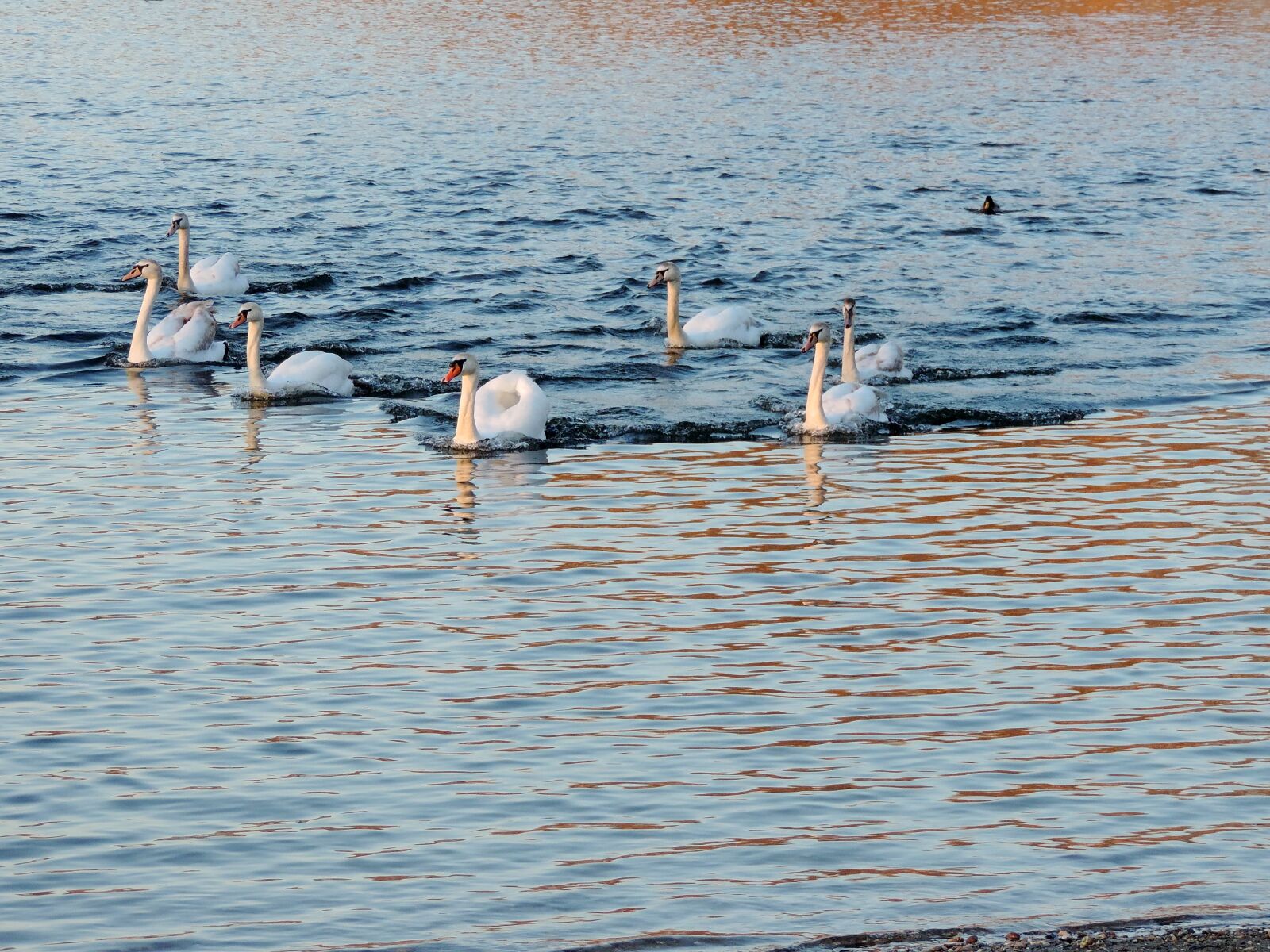 Nikon Coolpix P520 sample photo. Swan, aquatic bird, seabird photography