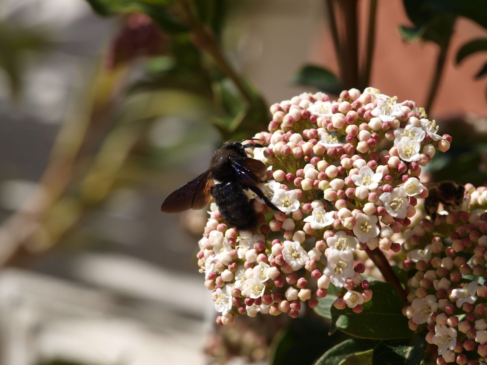 Olympus E-450 (EVOLT E-450) sample photo. Insect, in, flower photography