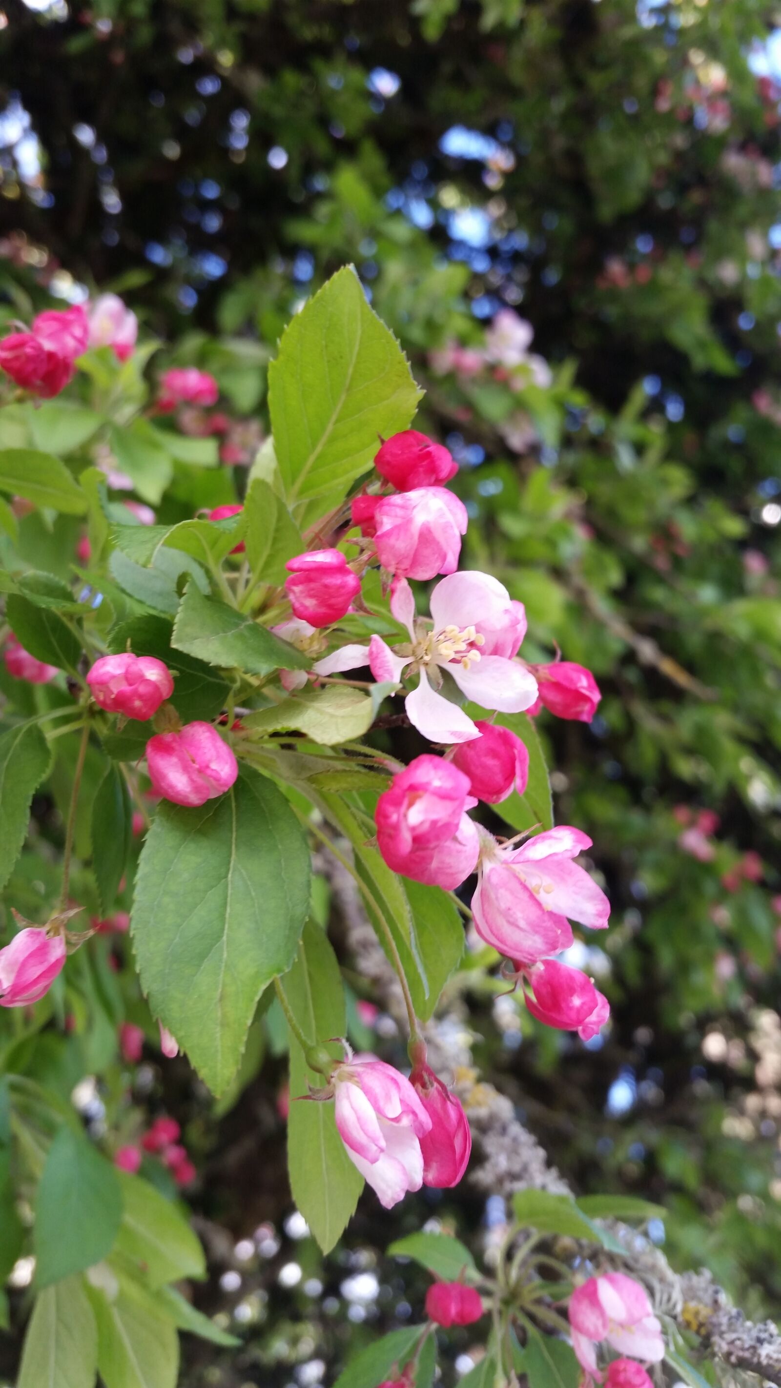 Samsung Galaxy S5 sample photo. Nature, leaf, flora photography