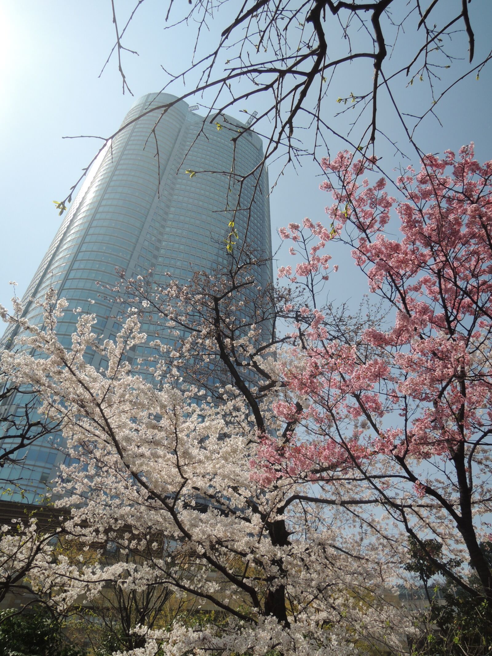 Nikon Coolpix P310 sample photo. Cherry blossoms, roppongi hills photography