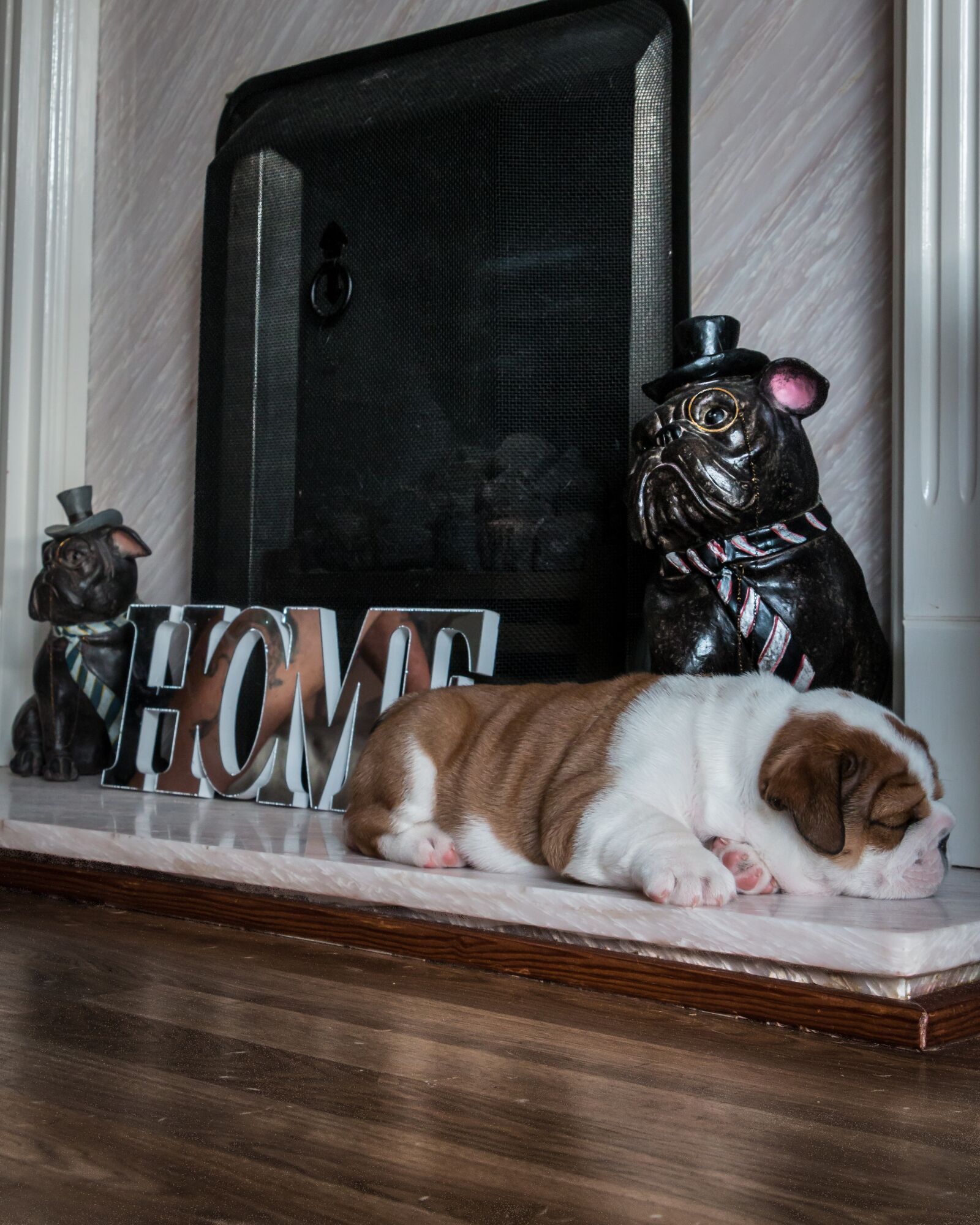 Canon EOS 70D sample photo. Animals, british, bulldog photography