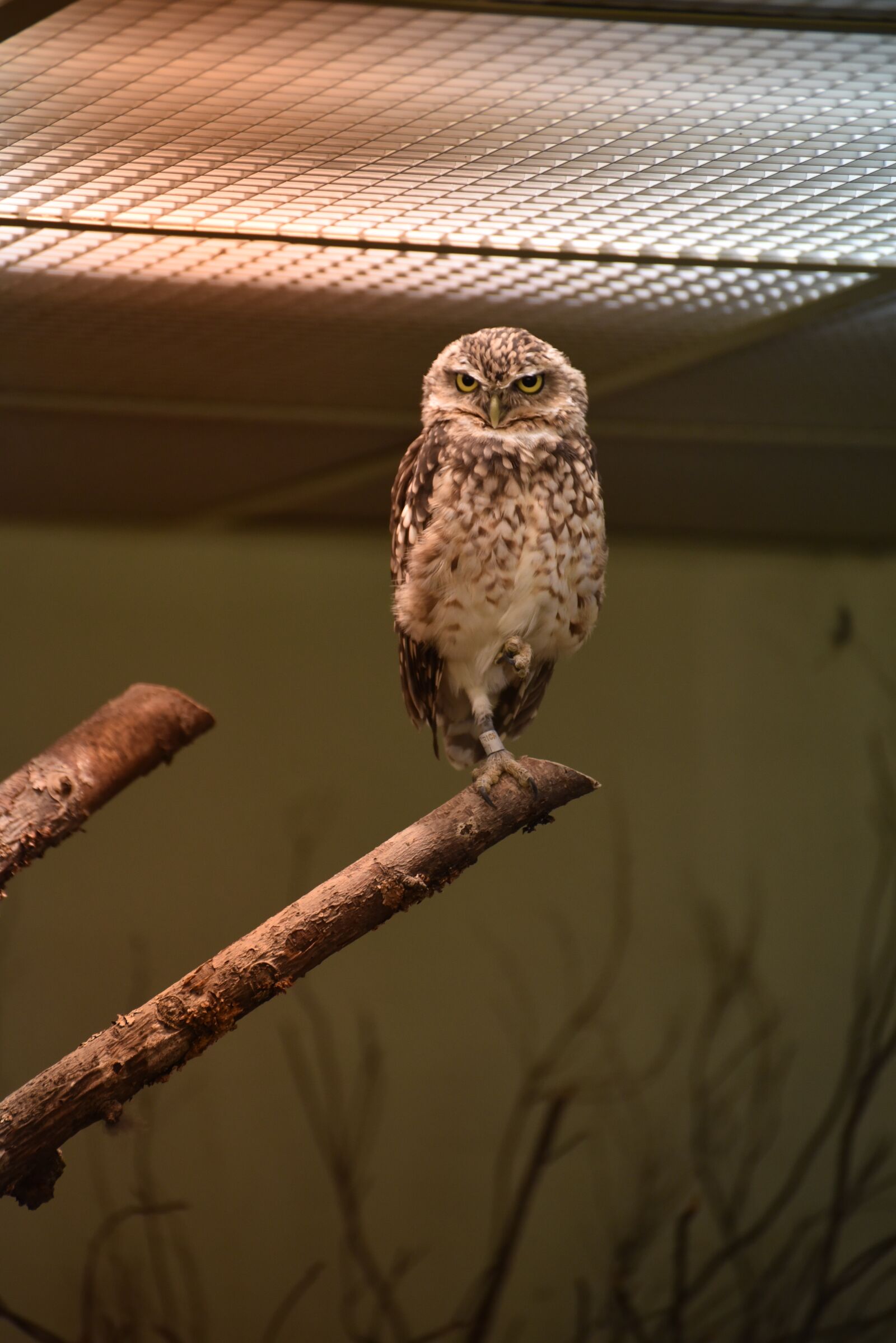 Nikon D750 sample photo. Owl, zoo, bird photography