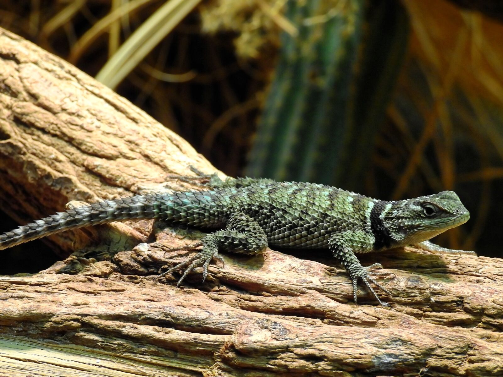 Nikon Coolpix P900 sample photo. Lizard, reptile, animal photography