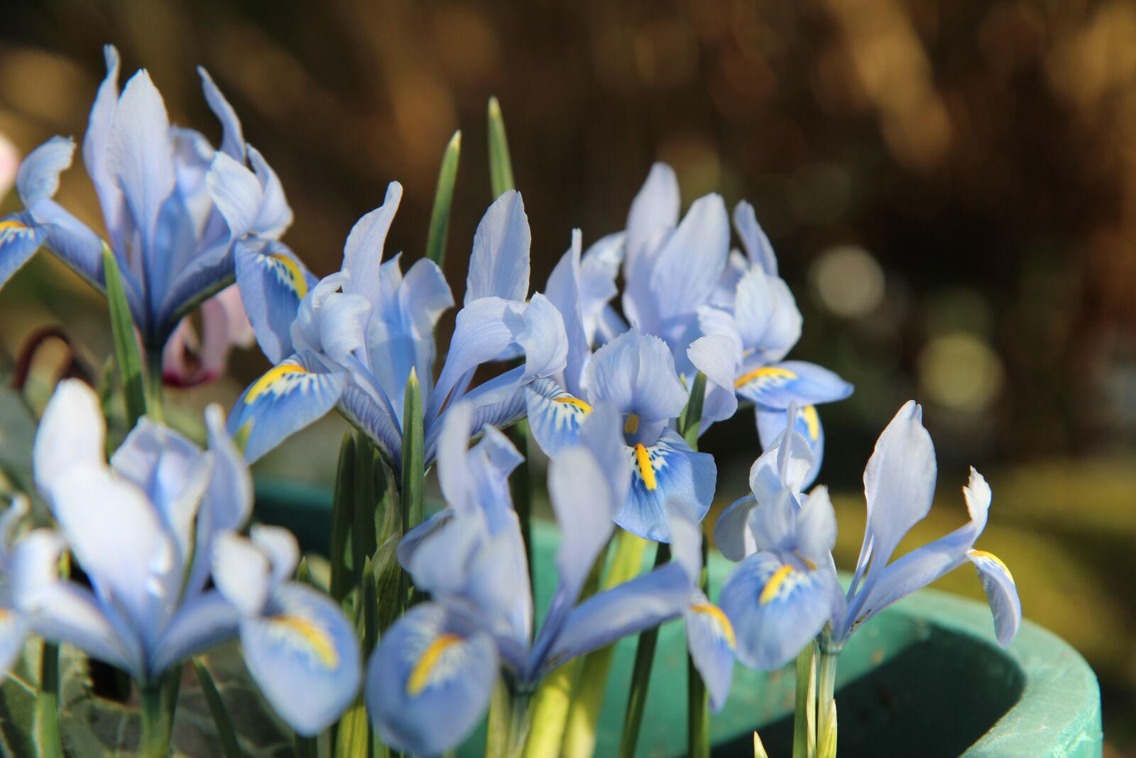 Canon EOS 600D (Rebel EOS T3i / EOS Kiss X5) sample photo. Iris, iris blue, flowering photography