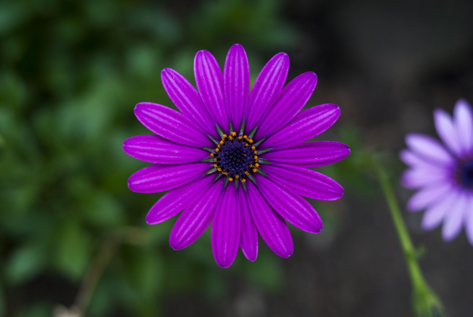 Nikon D60 sample photo. The flower more beautiful photography