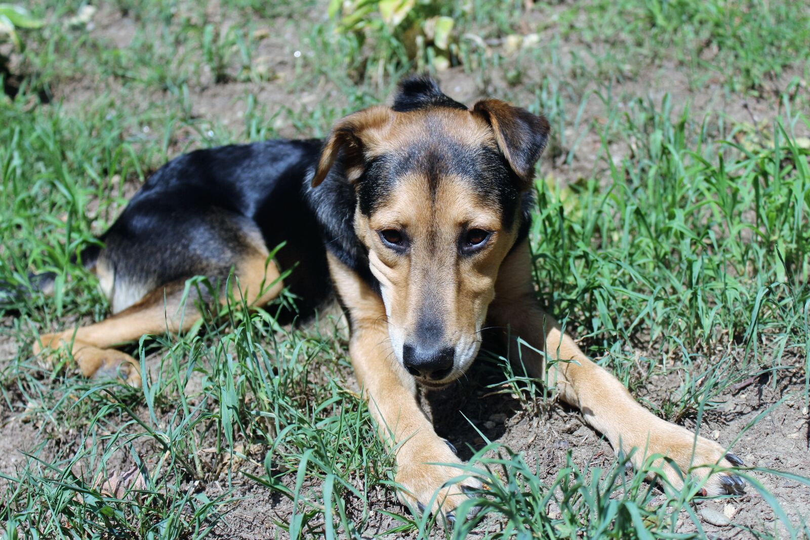 Canon EOS 1200D (EOS Rebel T5 / EOS Kiss X70 / EOS Hi) sample photo. Dog, grass, outside photography