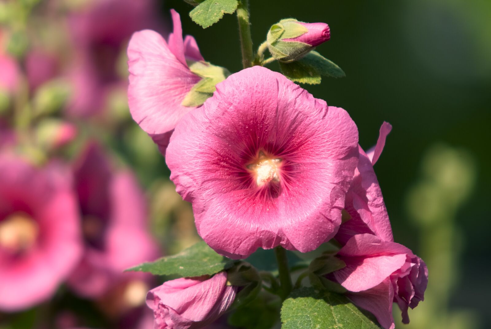 Fujifilm FinePix S3 Pro sample photo. Stock rose, flower, nature photography