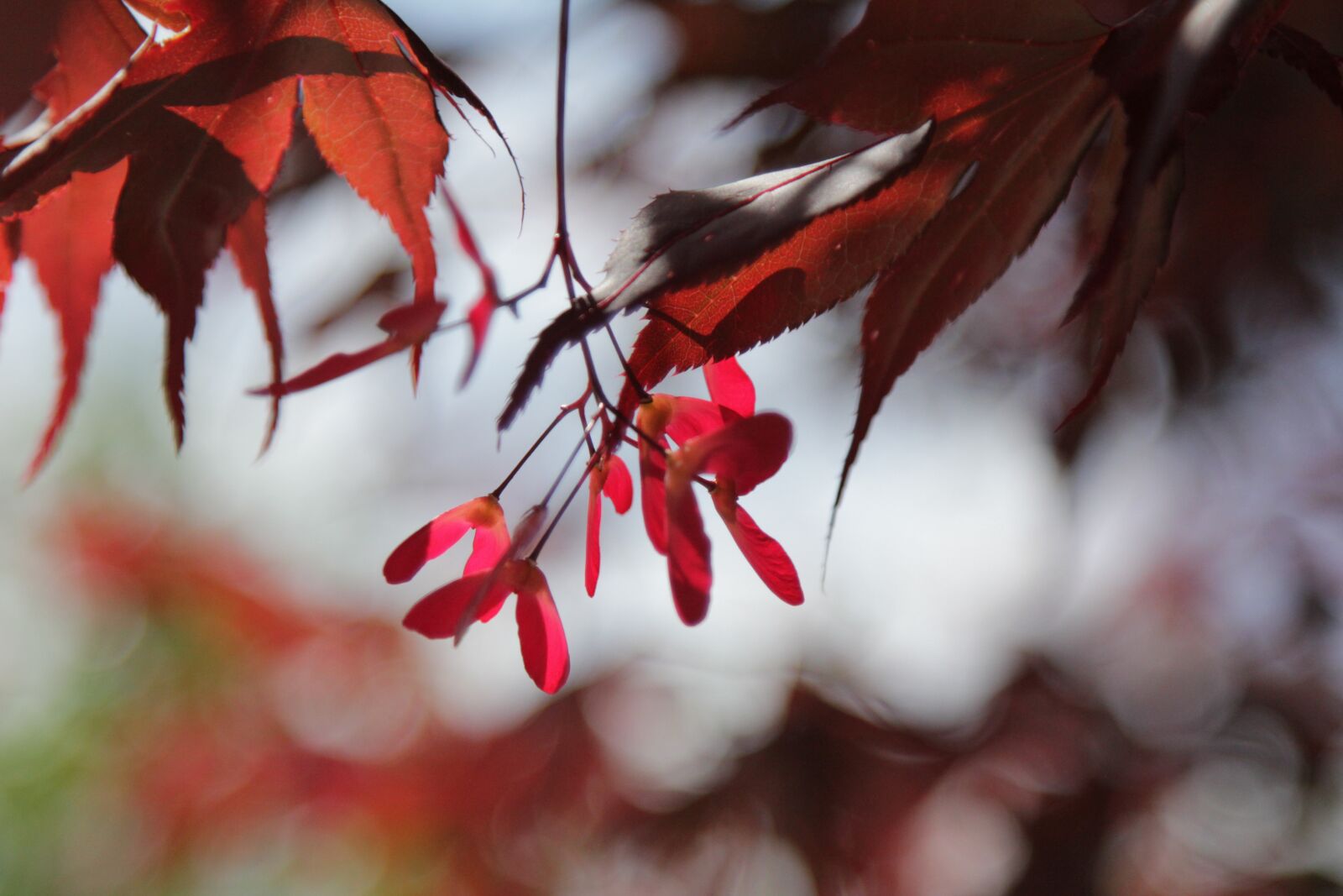 Canon EOS 60D + Canon EF 24-105mm F4L IS USM sample photo. Tree, leaves, acer photography