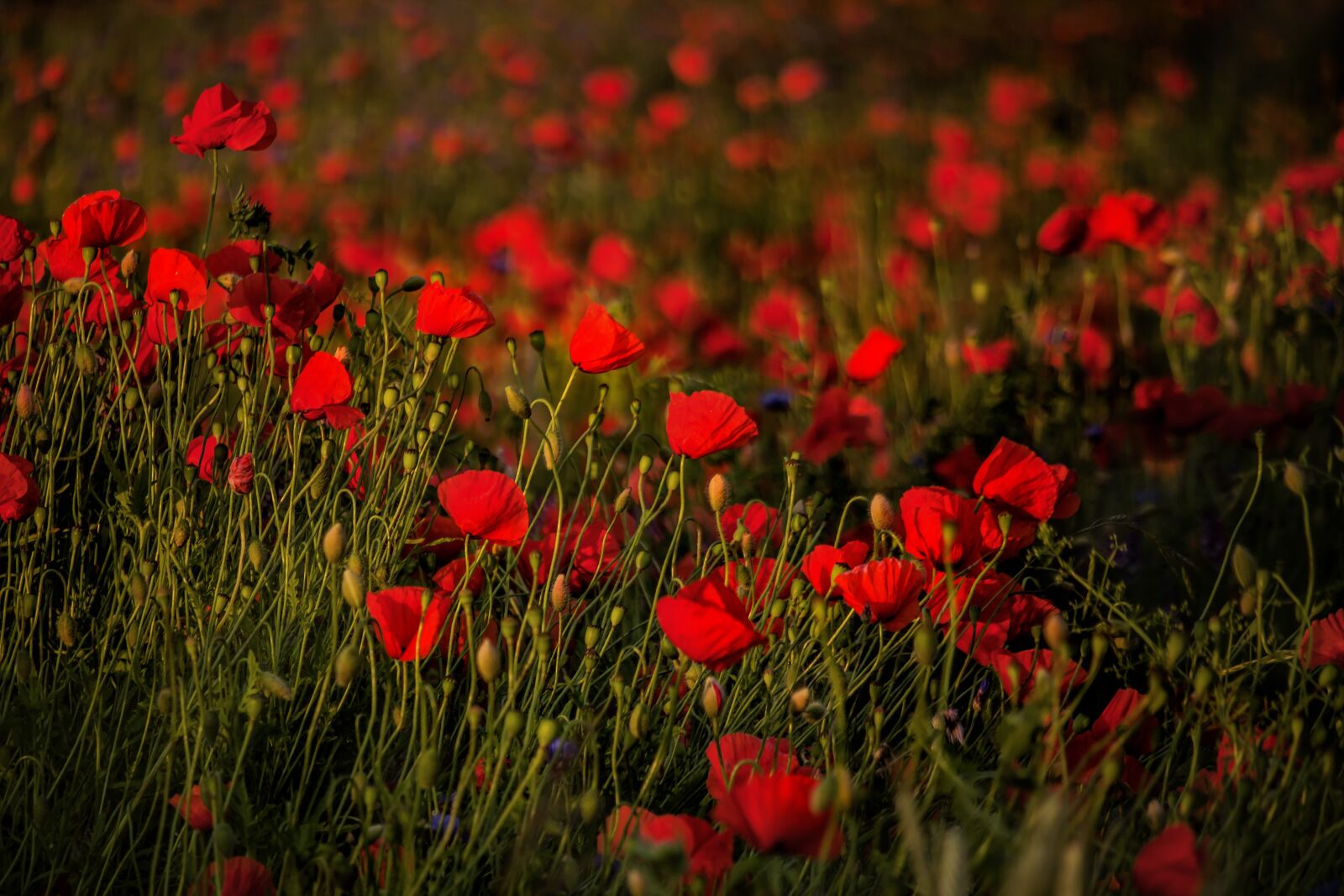 Canon EF-S 55-250mm F4-5.6 IS STM sample photo. Field, poppies, sunset photography