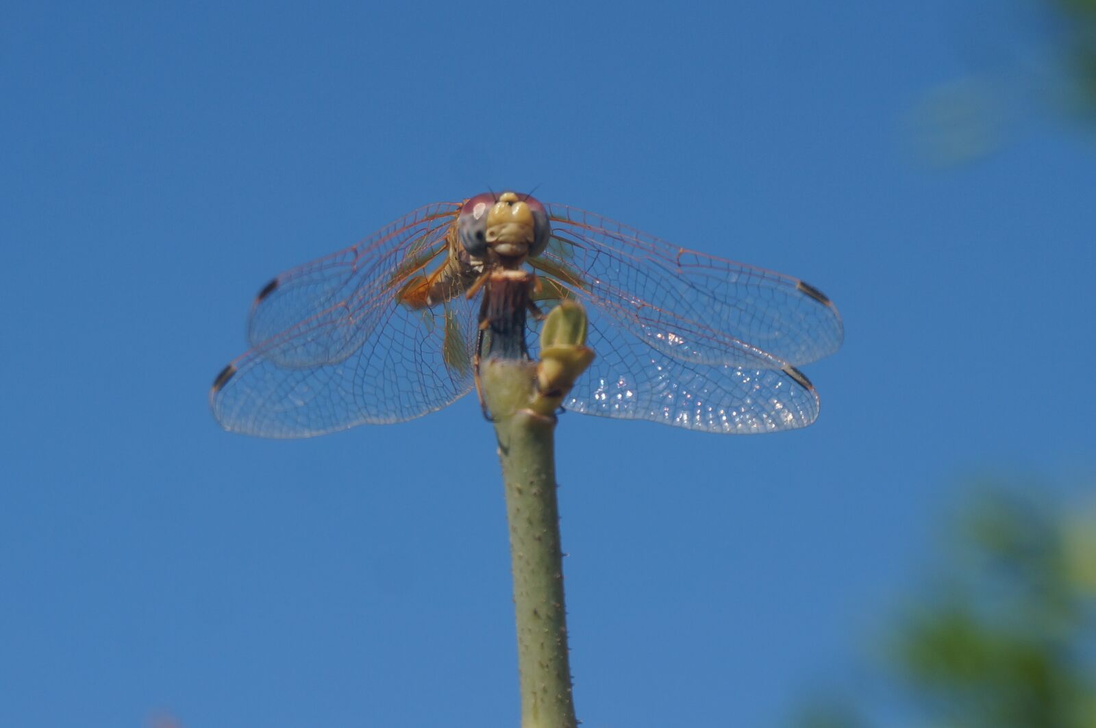 Sony Alpha NEX-5T sample photo. Dragonfly, nature, macro photography