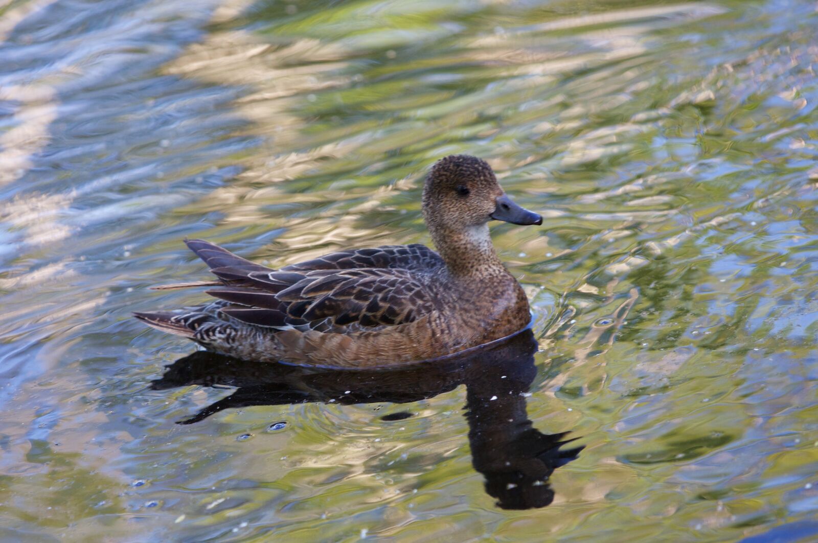 Canon EOS 5D Mark III sample photo. Duck, water, nature photography