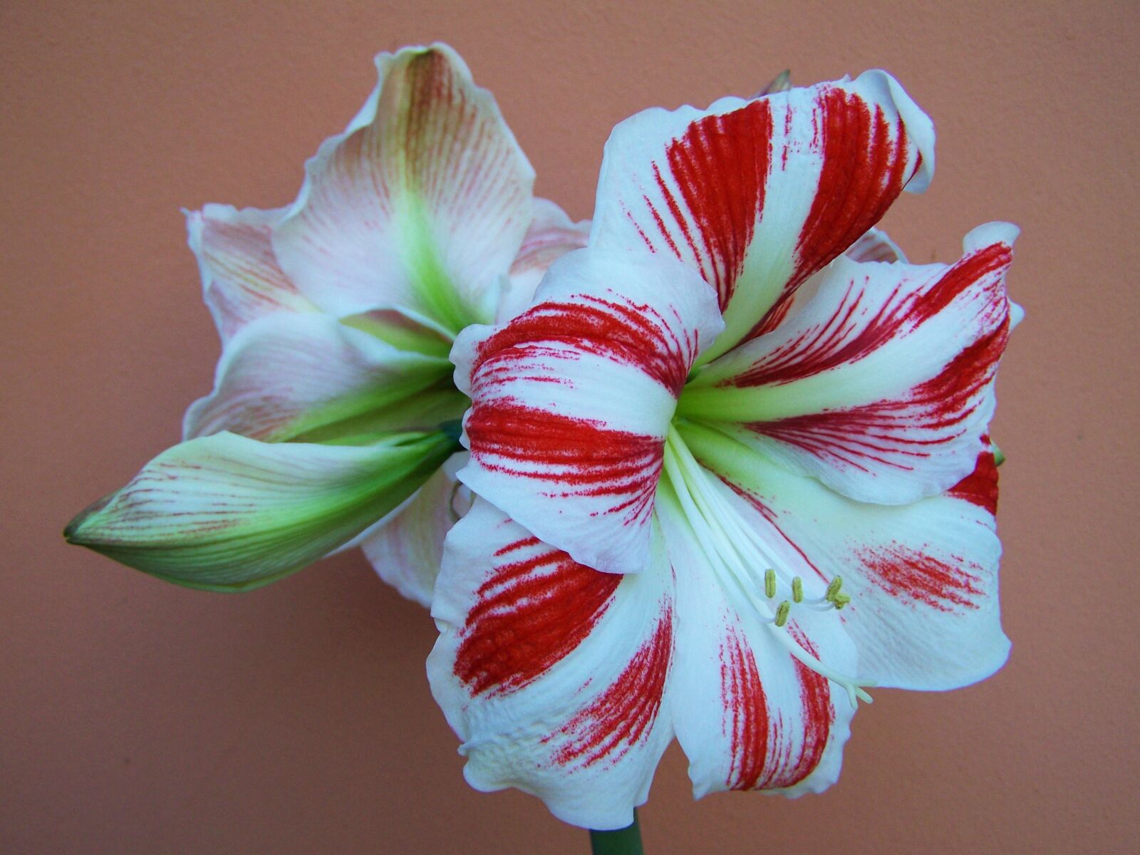 Kodak EASYSHARE ZD710 ZOOM DIGITAL CAMERA sample photo. Amaryllis, red-and-white flowers, onion photography