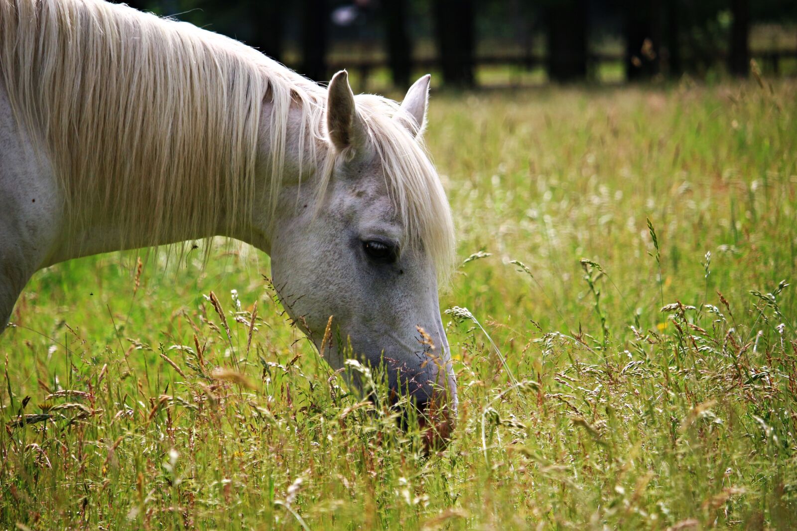 Canon EOS 100D (EOS Rebel SL1 / EOS Kiss X7) sample photo. Horse, mold, pasture photography