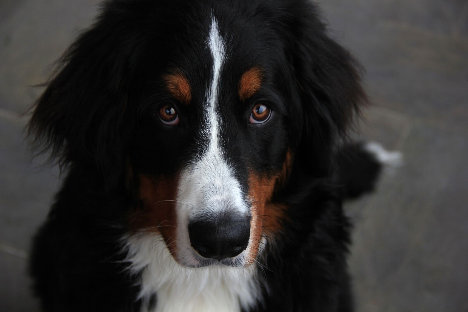 Canon EOS 550D (EOS Rebel T2i / EOS Kiss X4) sample photo. Dog, bouvier, mountain photography