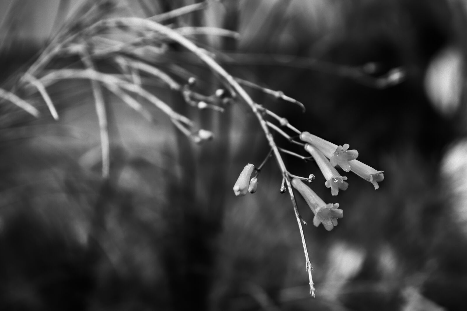 Tamron SP AF 17-50mm F2.8 XR Di II LD Aspherical (IF) sample photo. Bw, flowers, plant photography