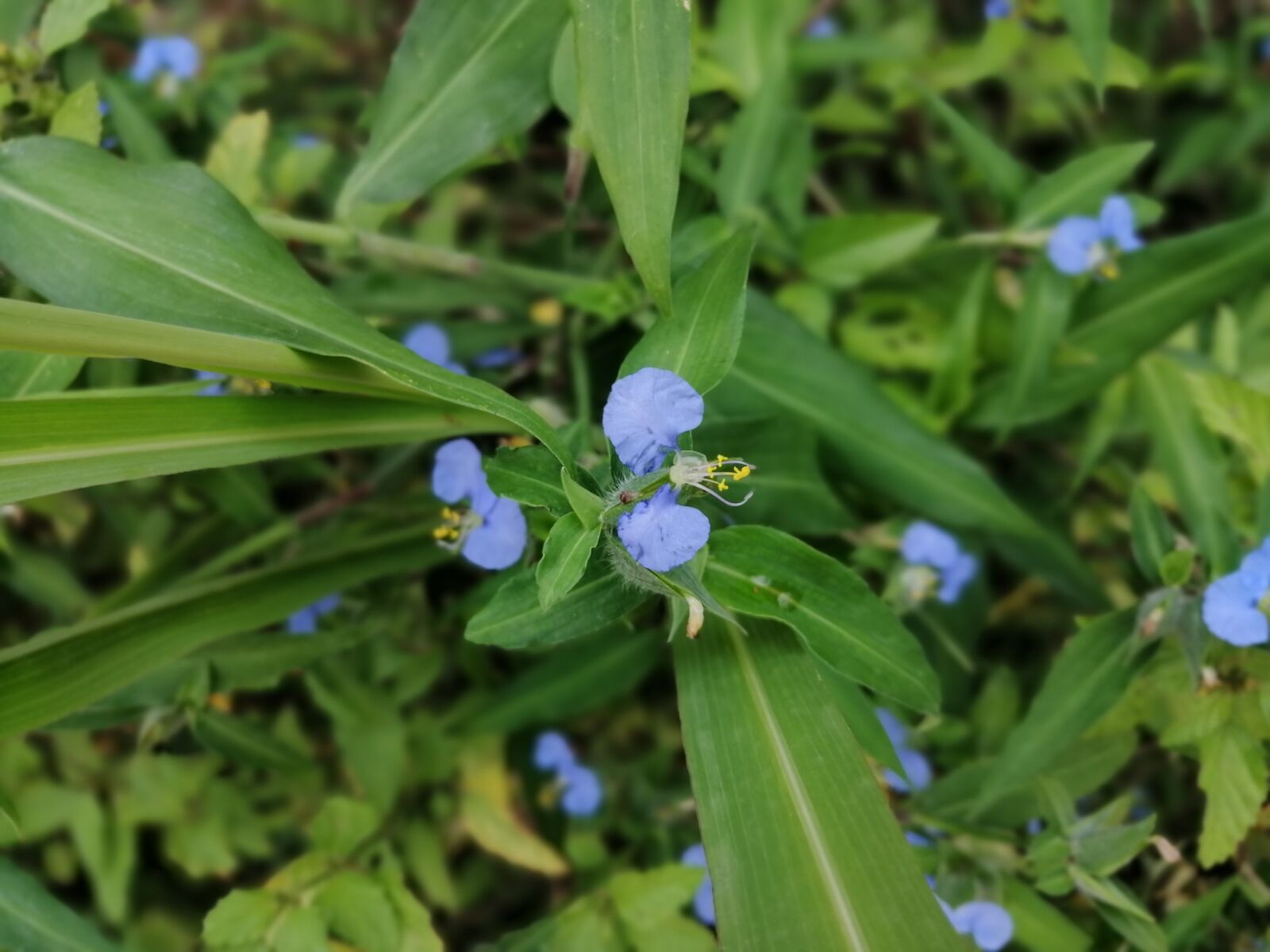 HUAWEI STK-L21 sample photo. Flower, plant, green photography