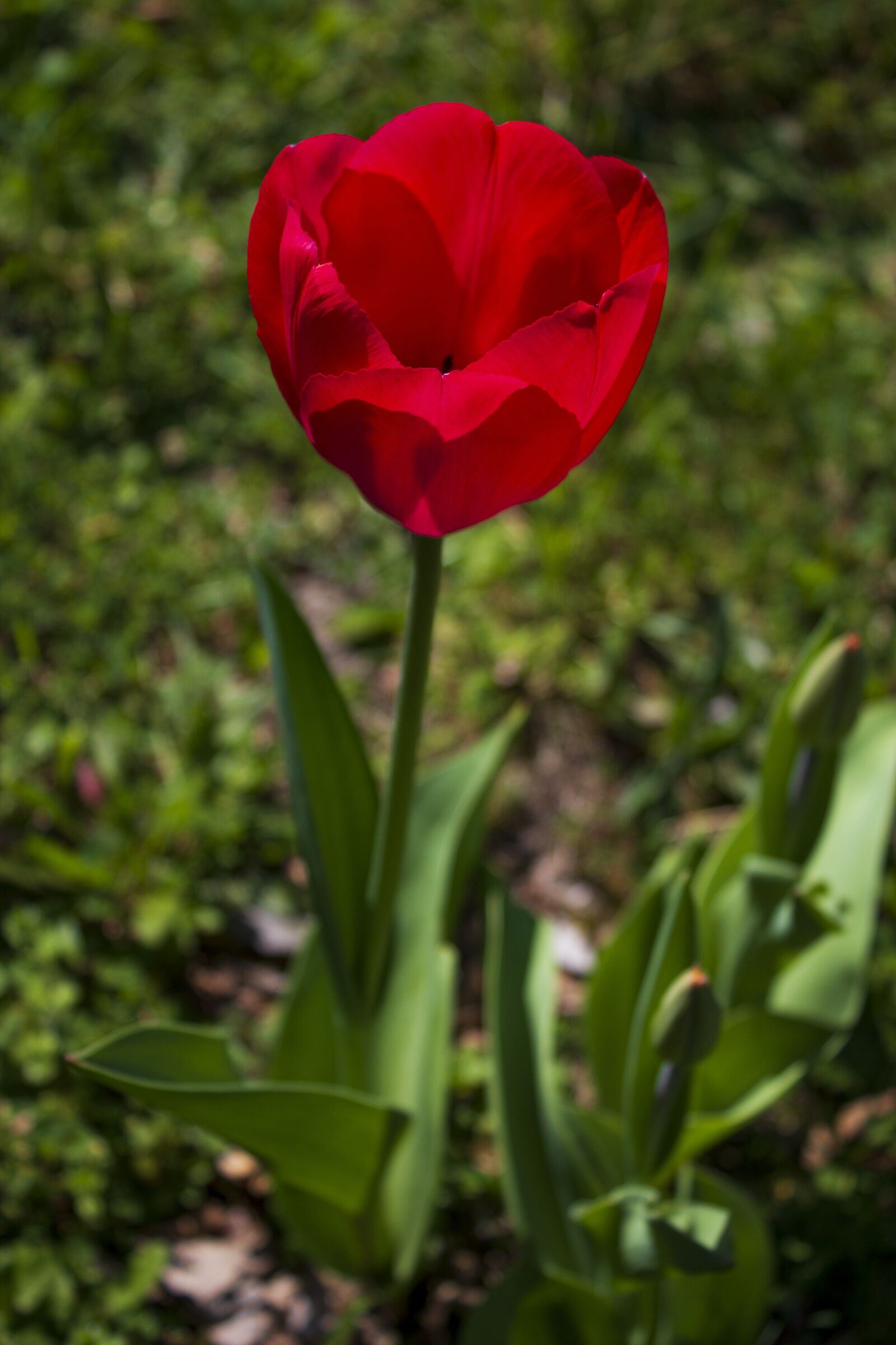 Canon EF-S 18-55mm F3.5-5.6 IS sample photo. Tulips, meadow, landscape photography
