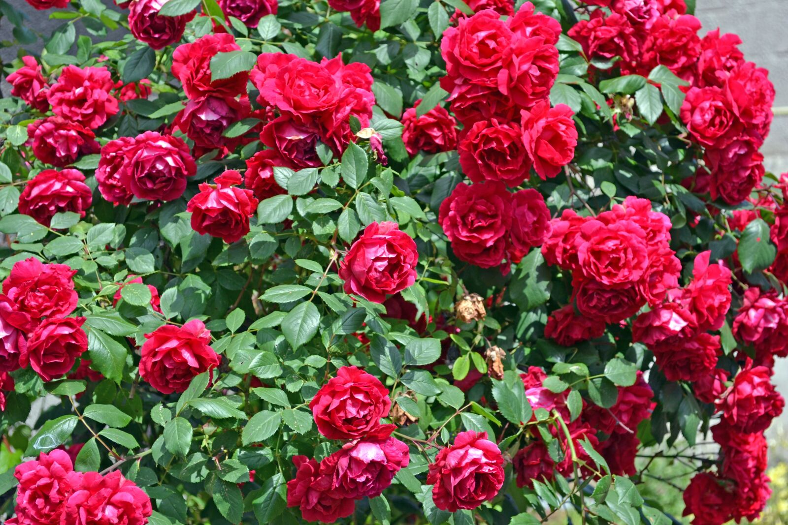 Nikon D3100 sample photo. Roses, bouquet, flowers photography