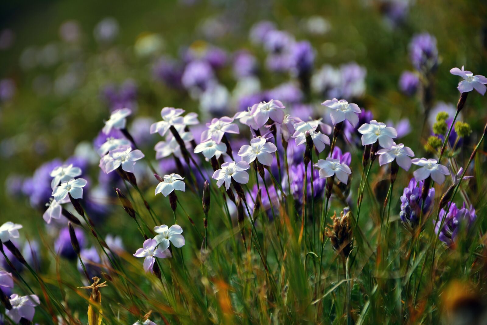 Nikon D7100 sample photo. Purple flowers, decorative, flower photography